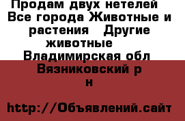 Продам двух нетелей - Все города Животные и растения » Другие животные   . Владимирская обл.,Вязниковский р-н